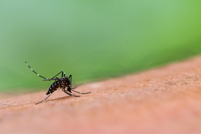 Empiezan los meses de calor: una guía sobre el Dengue